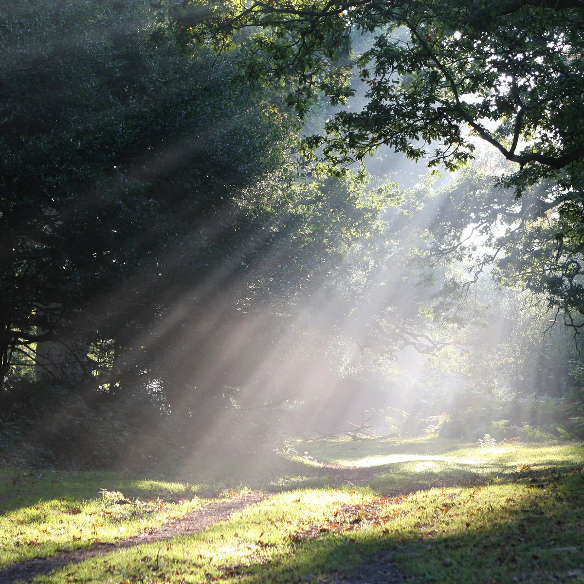 Shaft of Light